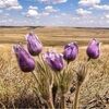 crocuscollexion
